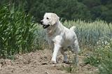 GOLDEN RETRIEVER 650
